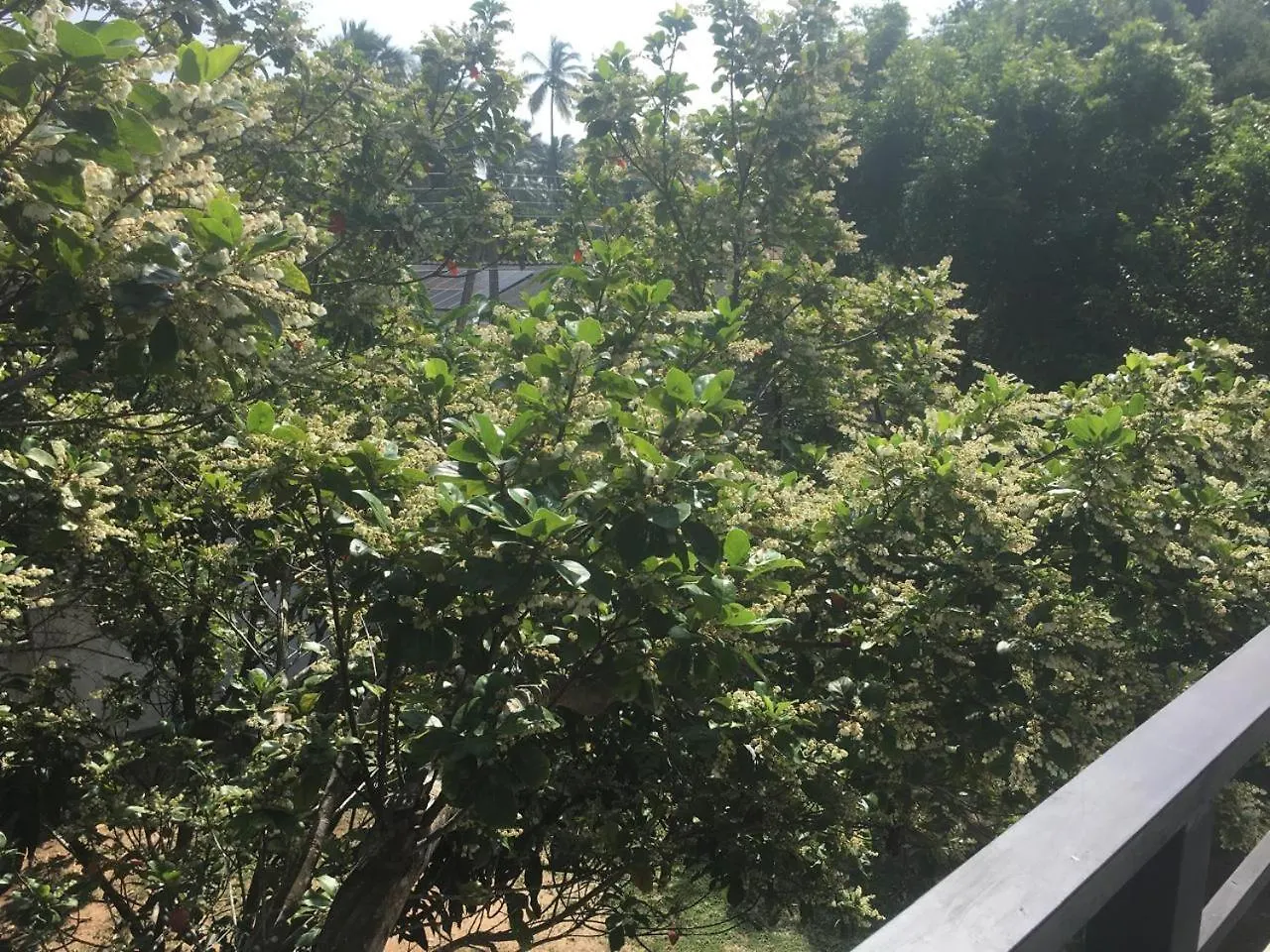 Air Ray Homestay Negombo
